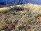 2015-02-13 :1: Pinyon Mountain :: FLYING_FLIVER
