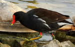 2015-01-06 :3: More Birding/Photography Trips :: outdoor_lover