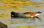 2015-01-06 :3: More Birding/Photography Trips :: outdoor_lover