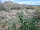 photo thumbnail #1