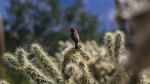 photo thumbnail #6
