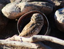 photo thumbnail #15