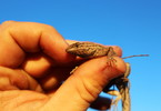 photo thumbnail #13