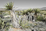 photo thumbnail #7