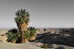 photo thumbnail #15