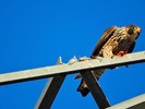 photo thumbnail #8