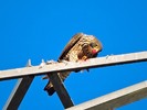 photo thumbnail #10