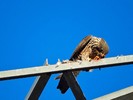 photo thumbnail #11