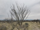 photo thumbnail #5