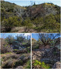 2015-01-18 :1: SE Goldfield Loop with variation :: tibber