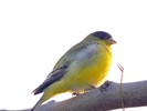 photo thumbnail #6