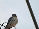 photo thumbnail #8