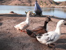 photo thumbnail #10