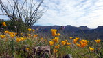 photo thumbnail #8