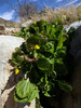 2015-02-19 :2: Gould Mine Trail Loop :: rwstorm