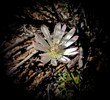 photo thumbnail #15