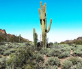 photo thumbnail #9