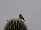 photo thumbnail #9
