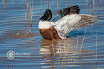 photo thumbnail #10