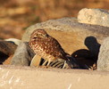 photo thumbnail #13