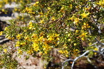 2015-02-24 :2: Cibola National Wildlife Refuge :: gummo