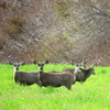 photo thumbnail #6