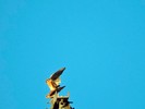 photo thumbnail #10