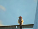 photo thumbnail #14