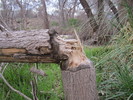 photo thumbnail #2