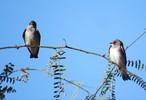 photo thumbnail #13