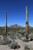 2015-02-26 :1: Puerto Blanco Loop - Organ Pipe NM :: Randal_Schulhauser