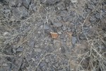 photo thumbnail #11