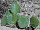 photo thumbnail #4