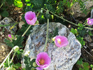 photo thumbnail #4