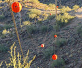 photo thumbnail #5