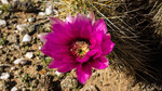 photo thumbnail #13