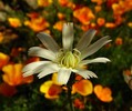 photo thumbnail #15