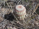 photo thumbnail #4