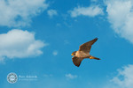 2015-03-04 :2: Riparian Preserve at Water Ranch - Gilbert :: Digital_Sherpa