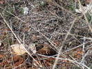 photo thumbnail #10