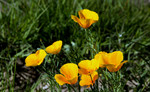 photo thumbnail #4