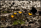 photo thumbnail #13