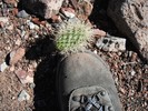 2015-03-13 :3: Sacramento Mountains BLM 690068 :: azbackpackr