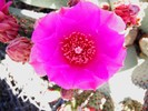 photo thumbnail #15