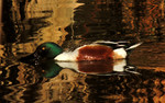 photo thumbnail #12