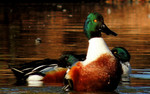 photo thumbnail #13