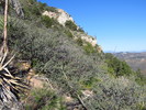 photo thumbnail #2