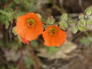 photo thumbnail #15