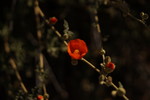 photo thumbnail #12