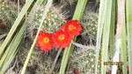photo thumbnail #5